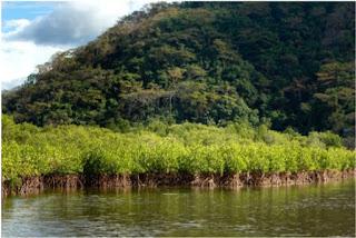 Hamilo Coast through its developer, SM Prime’s Costa Del Hamilo, Inc. safeguards a 20-hectare mangrove forest