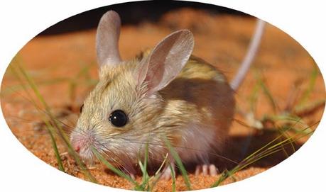 food chain ~ dingoes as conservation tools ~ feral cats and dusky hopping mouse !