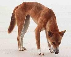 food chain ~ dingoes as conservation tools ~ feral cats and dusky hopping mouse !