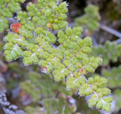 Plants of South Dakota: the chaste Slender Lip Fern