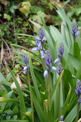 Bluebell Wood Starter Kit