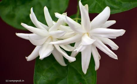 the fragrant Jasmine -  அடுக்கு மல்லிகை