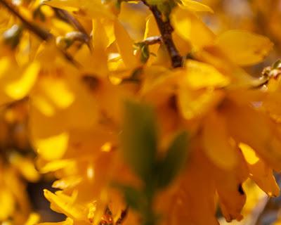 Friday Fotos: Some forsythia flicks I forgot