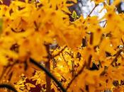 Friday Fotos: Some Forsythia Flicks Forgot