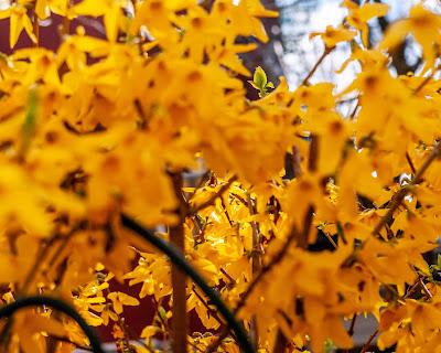 Friday Fotos: Some forsythia flicks I forgot