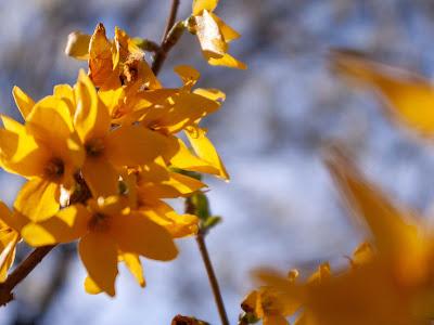 Friday Fotos: Some forsythia flicks I forgot