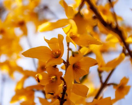 Friday Fotos: Some forsythia flicks I forgot