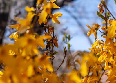 Friday Fotos: Some forsythia flicks I forgot