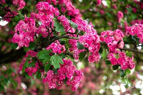 The Lowest Maintenance Trees for Your Landscape