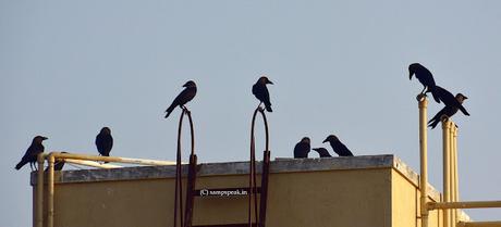 the wise Crow - all about Construction Engineering !