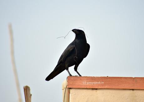 the wise Crow - all about Construction Engineering !