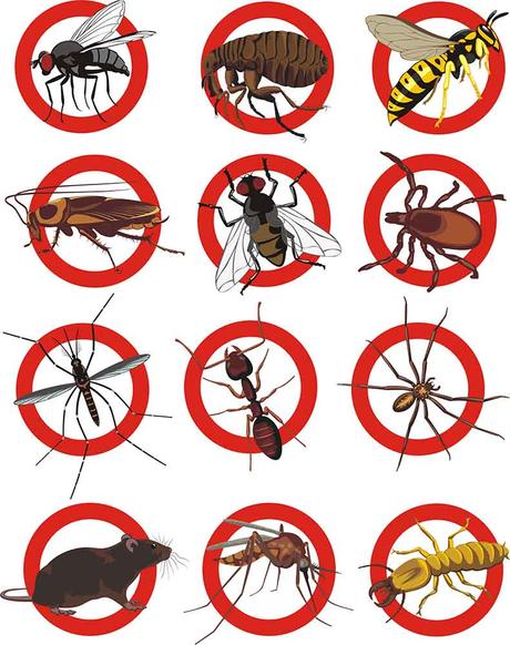 Picture of numerous pests problems