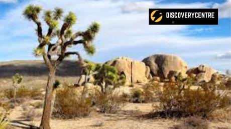 Best Months To Visit Joshua Tree National Park