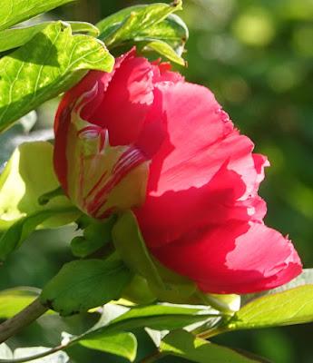 May Riches