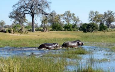 5 Reasons To Visit Botswana During The Green Season