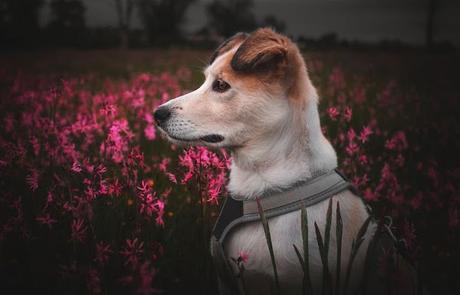 Free Best Sellers in Cozy Animal Mystery