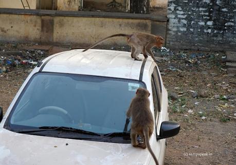 monkeys at Thirumala Tirupathi