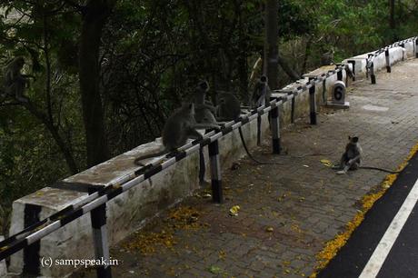 monkeys at Thirumala Tirupathi