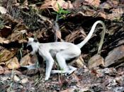 Monkeys Thirumala Tirupathi