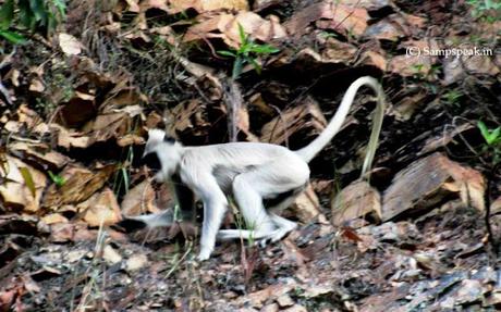 monkeys at Thirumala Tirupathi