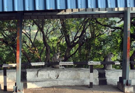 monkeys at Thirumala Tirupathi