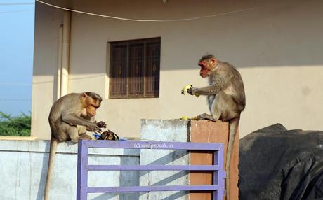 monkeys at Thirumala Tirupathi