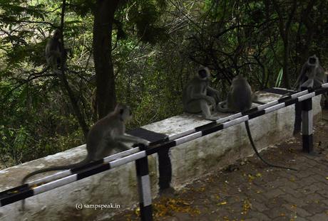 monkeys at Thirumala Tirupathi