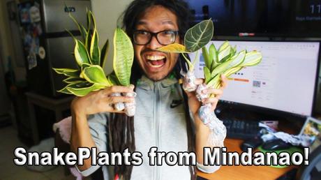 Plants Unboxing Philippines,Pinoy Youtube,Youtube Philippines,Jonathan Orbuda,I Love Tansyong TV,plantito and plantita,Plantito vlog,indoor plants for beginners,indoor plants without sunlight,indoor plants,snake plants collection,sansevieria plant,alocasia black velvet,micro living in philippines,micro living room design ideas,plants unboxing,plants for small apartments,plants for bedroom,plants for bedroom to clean air,plants for bedroom to help sleep
