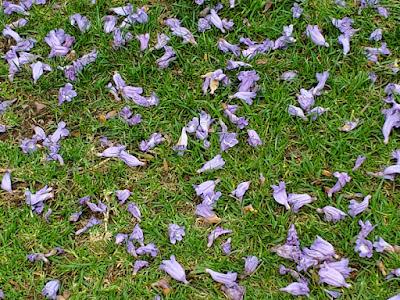 JACARANDA TIME AT THE UCLA SCULPTURE GARDEN, Los Angeles, CA