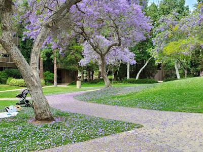 JACARANDA TIME AT THE UCLA SCULPTURE GARDEN, Los Angeles, CA