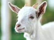 Backyard Livestock Your Micro-Farm