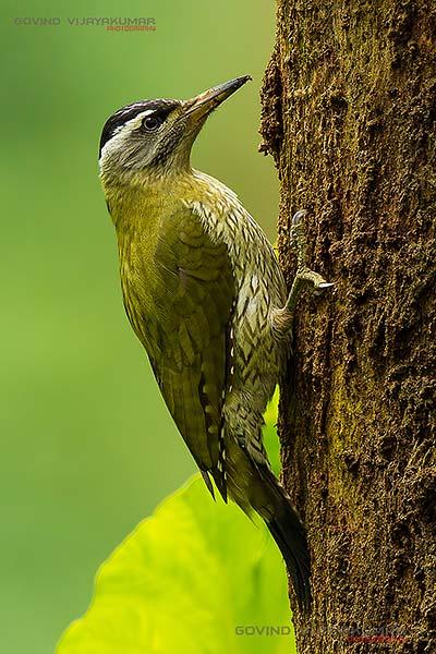 Eye level photography of bird