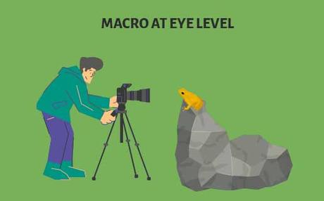 Macro at Eye Level