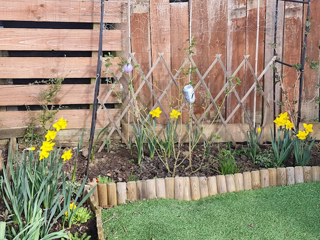 Our Allotment in March 2022