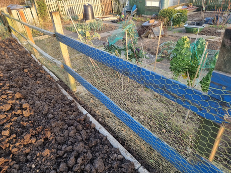 Our Allotment in March 2022