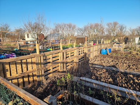 Our Allotment in Feb 2022