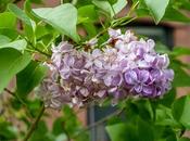Lilacs
