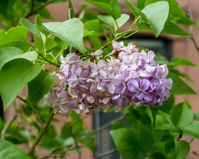 Lilacs