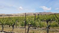 A Trio of Cabernet Barrel Choices at McGrail Vineyards and Winery