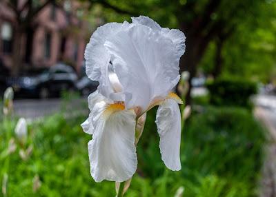 Some flowers for a Saturday afternoon [irises+]