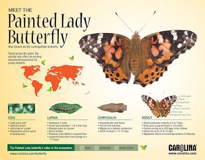 IT'S CATERPILLAR TIME! LEARN ABOUT PAINTED LADY BUTTERFLIES