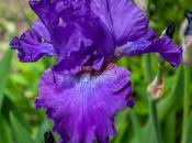 Can't Have Many Irises