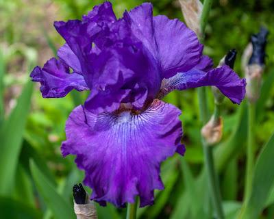You can't have too many irises