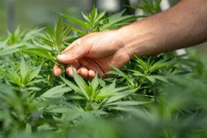 Hexahydrocannabinol Or HHC: What Do Scientists Know? Hexahydrocannabinol Or HHC: What Do Scientists Know?
