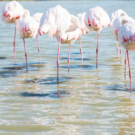 Flamingo Flamant Fenicottero Phoenicopterus