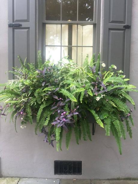 window box ideas for shade