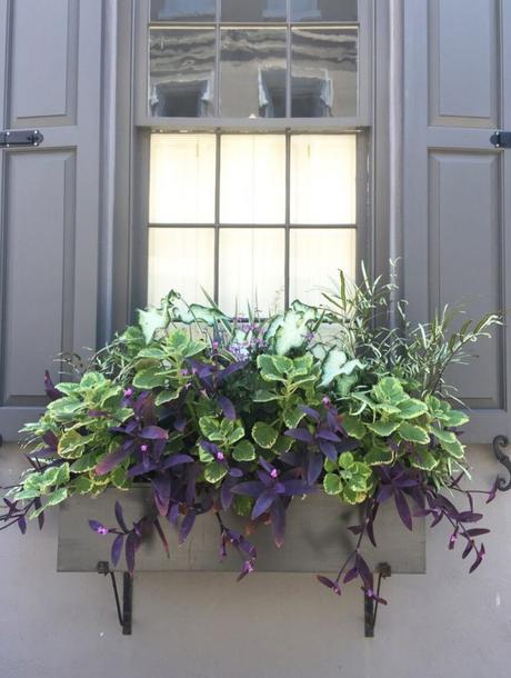 window box ideas shade