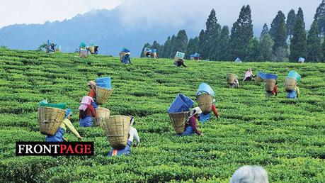 Sri Lanka Tea Board celebrates International Tea Day on May 21