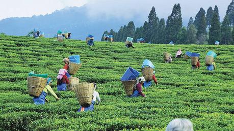 Sri Lanka Tea Board celebrates International Tea Day on May 21