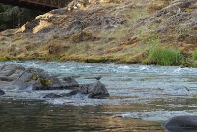 BREATHTAKING BEAUTY FROM YOUR BICYCLE SEAT, Gravel Grinder, Sisters, Oregon, Guest post by Matt Arnold